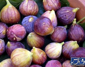 پاوه پس از دالاهو بیشترین برداشت انجیر را در سطح استان دارد
