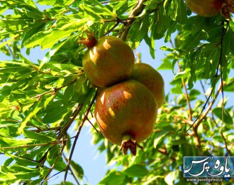 تصاویری زیبا از باغات میرئاوا