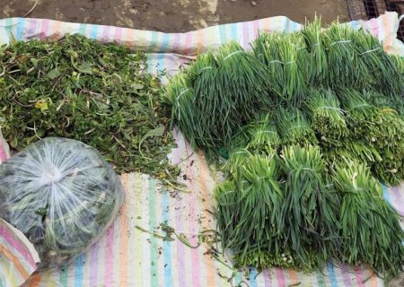 طعم گس گیاهان بهاری بر سر سفرە کردستانی‌ها