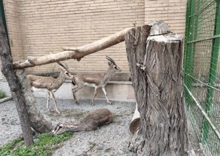 کشف ۶ رأس آهو و ۳ قطعه فلامینگو در کرمانشاه