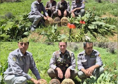 کشف و ضبط سه قطعه کبک وحشی از شکارچیان غیرمجاز در شهرستان پاوه