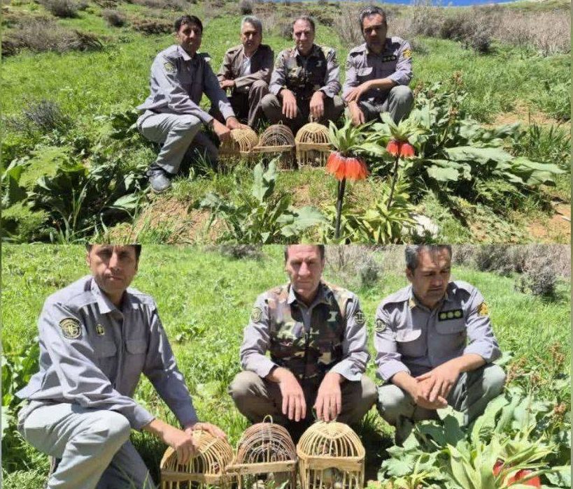 کشف و ضبط سه قطعه کبک وحشی از شکارچیان غیرمجاز در شهرستان پاوه