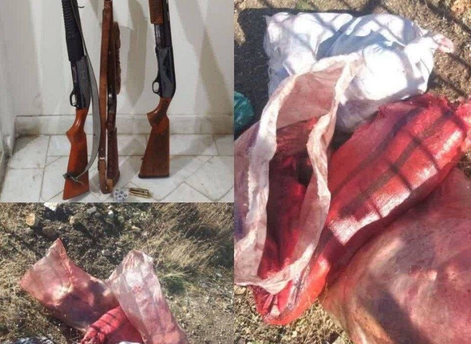 توقیف دو اکیپ شکارچی غیرمجاز گراز وحشی در پاوه