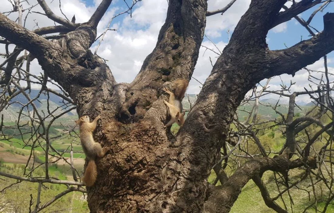 رهاسازی سه بطانه سنجاب در زیستگاه طبیعی شهرستان جوانرود