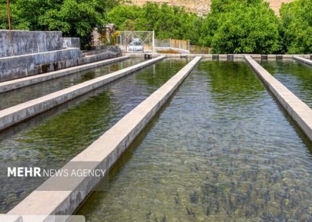 دالاهو پیشتاز تولید ماهی در استان کرمانشاه شد