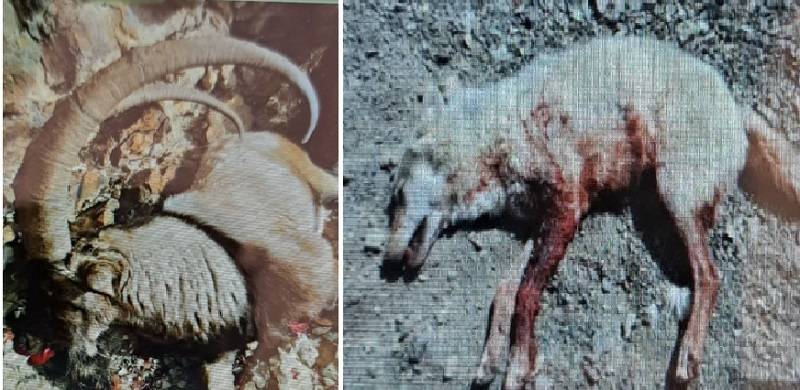 ۱۷ متخلف شکار در مناطق حفاظت‌شده پاوه دستگیر شدند